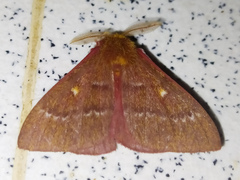 Saturniidae
