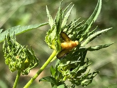 Icterica