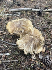 Tricholoma saponaceum