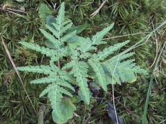 Sceptridium dissectum dissectum