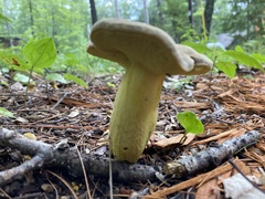 Retiboletus ornatipes