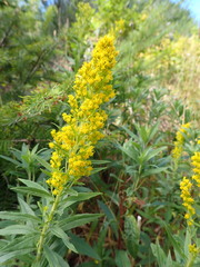 Solidago