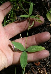Trifolium longipes