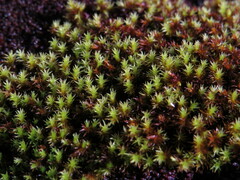 Racomitrium
