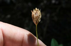 Trifolium longipes