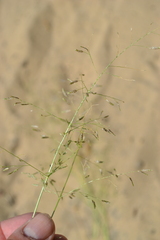 Eragrostis amurensis