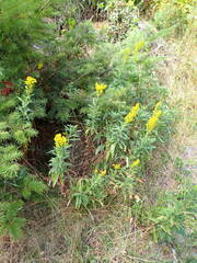 Solidago