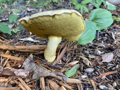 Retiboletus ornatipes
