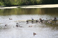 Lophodytes cucullatus