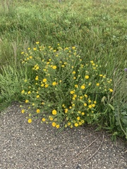 Grindelia squarrosa