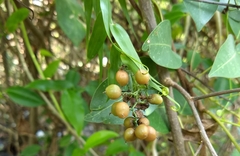 Flagellaria indica
