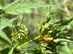 Icterica
