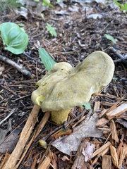 Retiboletus ornatipes