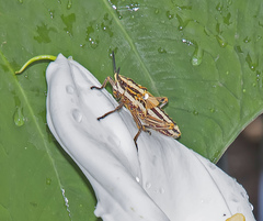 Dictyophorus griseus