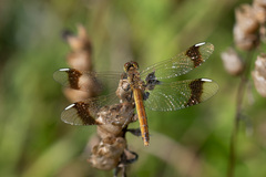 Sympetrum pedemontanum