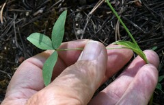 Trifolium longipes