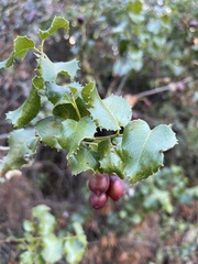 Prunus ilicifolia