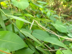 Flagellaria indica