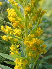 Solidago