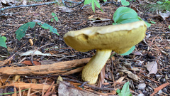 Retiboletus ornatipes