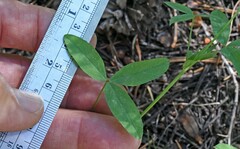 Trifolium longipes