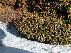 Grimmia