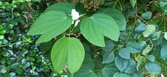 Bauhinia acuminata