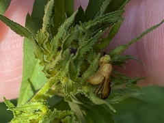 Icterica