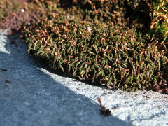 Grimmia