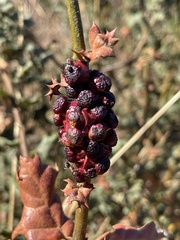 Disholcaspis prehensa