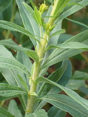 Solidago