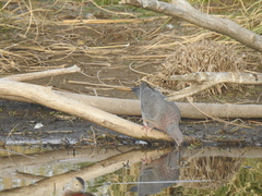 Patagioenas picazuro