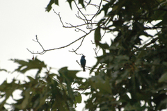 Passerina cyanea