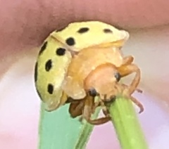 Epilachna varivestis