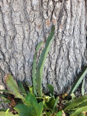 Disocactus ackermannii