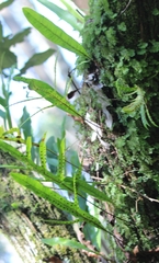 Microsorum pustulatum