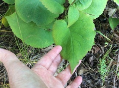Eurybia macrophylla