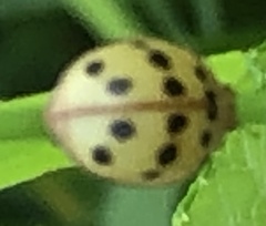 Epilachna varivestis