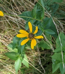 Heliopsis helianthoides