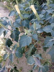 Datura wrightii