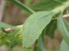 Solidago