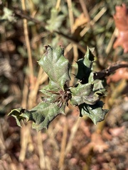 Quercus durata