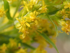 Solidago