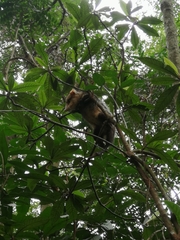 Didelphis albiventris