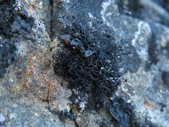 Cornicularia normoerica