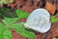 Leptosia alcesta