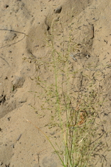 Eragrostis amurensis