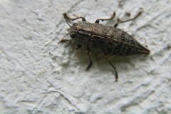Dicerca tenebrica