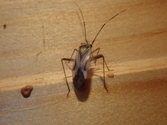 Adelphocoris