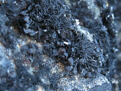 Cornicularia normoerica